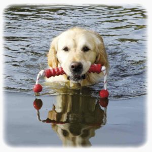 Dugačka igračka za vodenu igru za pse