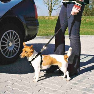 Sigurnosni pojas sa povocem za automobil za pse
