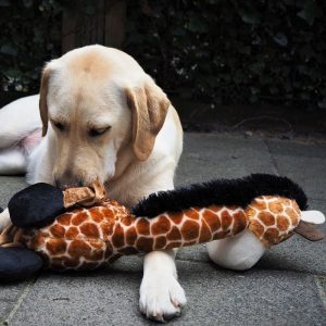 Plišana elastična žirafa sa zvukom 72cm za pse