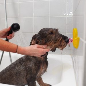 Bath Anti Anxiety Duck TPR patka 11cm za pse