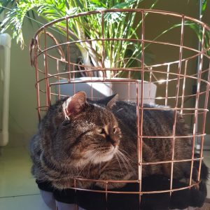 Copper Caramel Round Metal Basket korpa mačke 37x37x39cm
