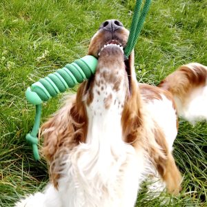 Swing `n chew stick denta igračka za bacanje i čišćenje zuba za pse
